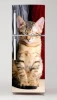 Fridge wrap sticker featuring a relaxed striped cat with closed eyes, design P57.