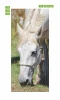 Door wallpaper Horse P116 - Graphic design featuring a close-up of a white horse with visible mane and harness.