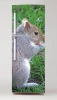 Squirrel fridge wrap sticker P41 - Graphic design. Squirrel sitting on grass holding a nut in its paws.