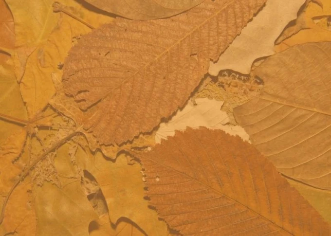 Dry-erase board 159 leaves - Graphic design. Layered leaves in shades of brown and yellow on a background.