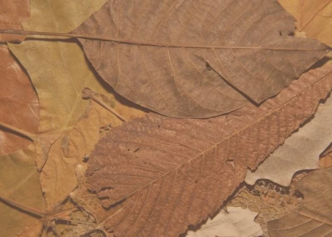 Dry-erase board 160 with a graphic design of leaves in shades of brown and beige, featuring clear veins and texture.