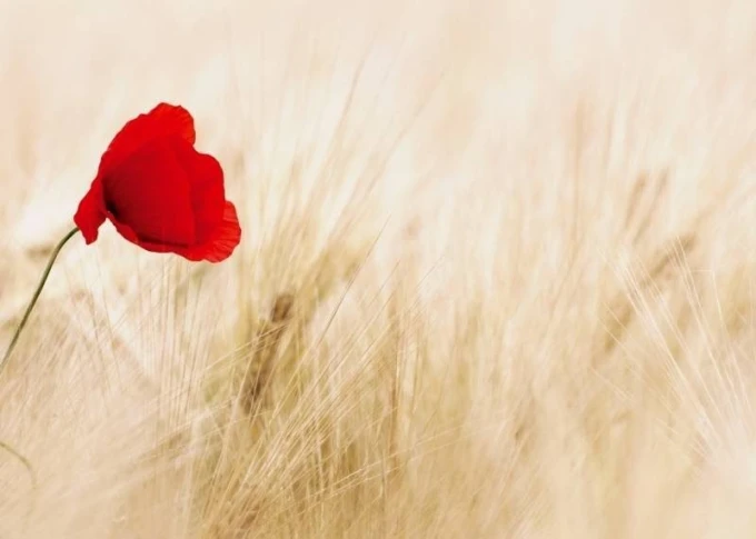 Dry-erase board 179 poppies - Graphic design. Red poppy on a light, delicate grass background.