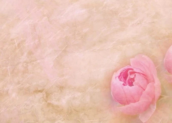 Dry-erase board 201 rose - Graphic design featuring a rose on a soft pink background.
