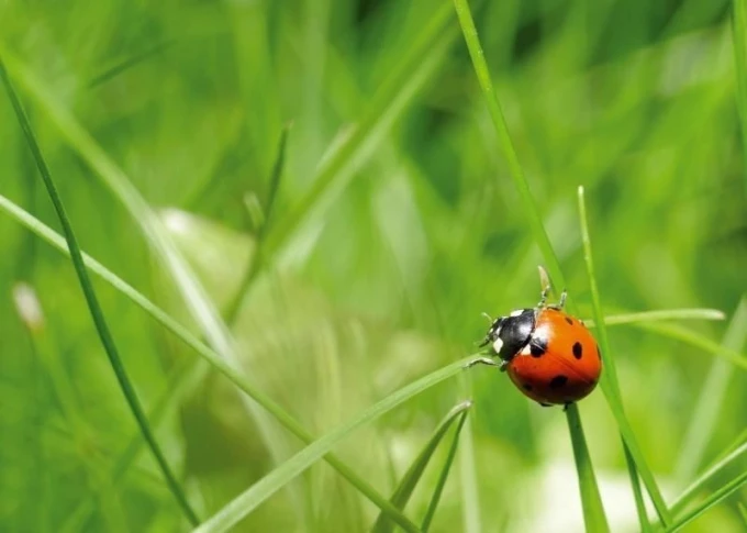 Dry-erase board 204 ladybug - Graphic design featuring a ladybug with red wings on a green grass background.