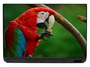 Laptop sticker parrot P467 - Graphic design. Parrot with red, green, and blue feathers holding a nut in its claw.