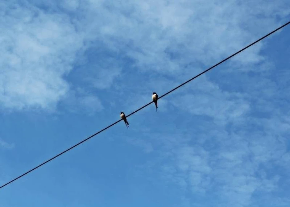 Swallow dry-erase board 231 - Graphic design featuring two swallows on a wire with a cloudy sky background.