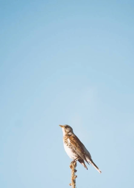 Bird dry-erase board 222 - Graphic design featuring a bird on a branch against a blue background.