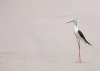 Bird dry-erase board 230 - Features a graphic of a long-legged bird with a white body and black accents.
