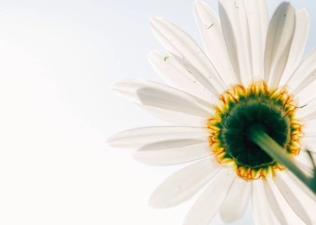 Dry-erase board Daisy 236 - Graphic design featuring white flower petals with a green center.