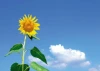 Dry-erase board sunflower 237 - Graphic design featuring a yellow sunflower on a blue background.