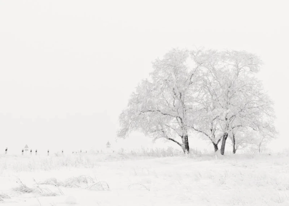 Dry-erase board winter landscape 229 - Features white trees on snow in a misty setting.