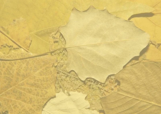 Dry-erase magnetic board with leaf design 161 - Features various leaves in shades of yellow.