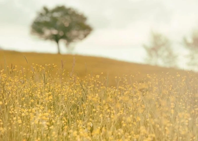 Dry-erase magnetic board landscape 193 - Graphic design featuring a field of yellow flowers and a tree in the background.