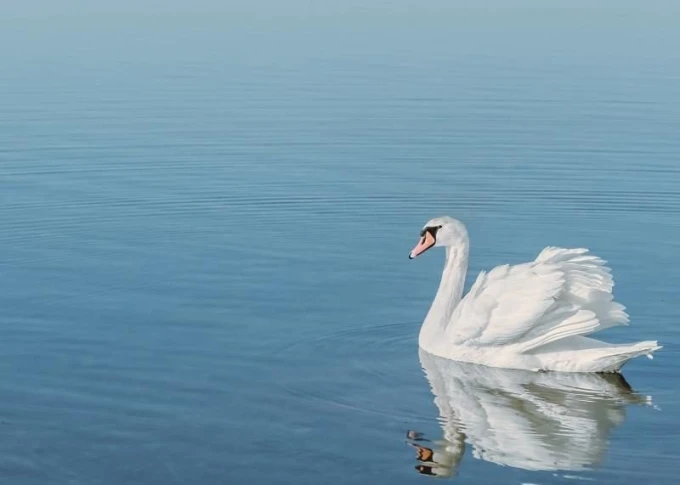 White swan on water graphic design on a magnetic dry-erase board. Model 198.