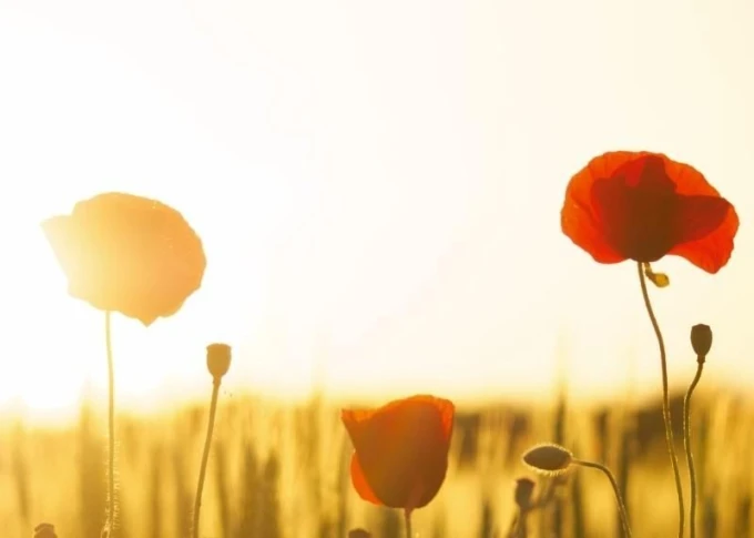 Magnetic whiteboard with poppy design. Features red poppies on a light background with delicate stems.