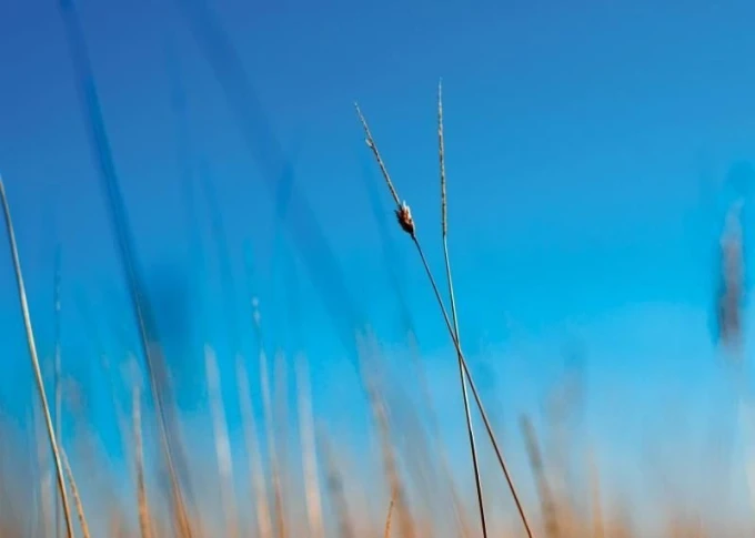 Magnetic whiteboard with grass spike design - features delicate grass spikes against a sky background.