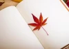 Magnetic whiteboard leaf design 215 - Leaf in red and orange shades on a white background.