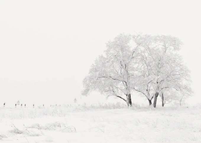 Dry-erase magnetic board winter landscape 229 - Graphic design. White trees against a snowy backdrop.