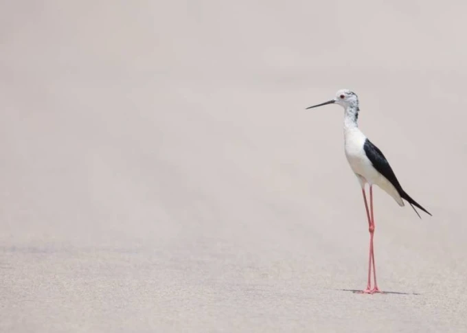 Dry-erase magnetic board bird 230 - Graphic design featuring a long-legged bird with a white body.