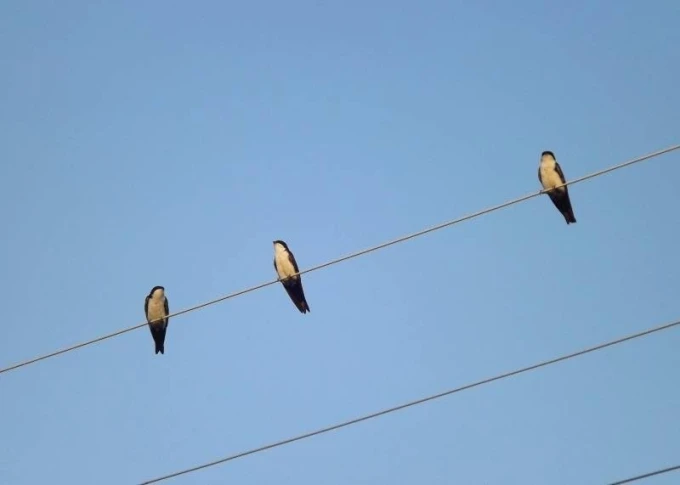 Dry-erase magnetic board with a swallow design. Three swallows perched on a thin line against a sky backdrop.