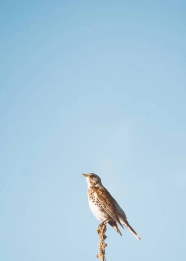 Magnetic whiteboard bird 222 - Graphic design with a bird on a thin branch against a blue background.