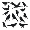 Bird stickers set 1896 - Graphic design. Black silhouettes of birds in various poses and shapes.