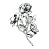 Field flowers sticker 2045 - Graphic design. Flowers in shades of black and white, with leaves and stems.
