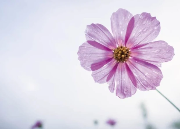 Magnetic dry-erase board flower 246 - Features a pink flower with delicate petals in a graphic design.