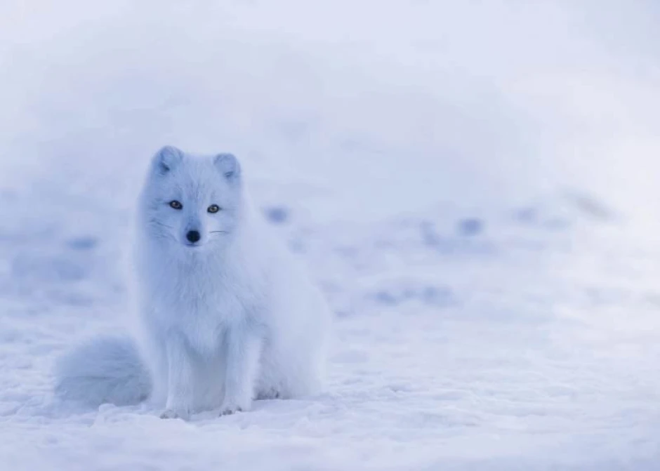 Magnetic whiteboard featuring a polar fox design. The graphic shows a white fox on snow.
