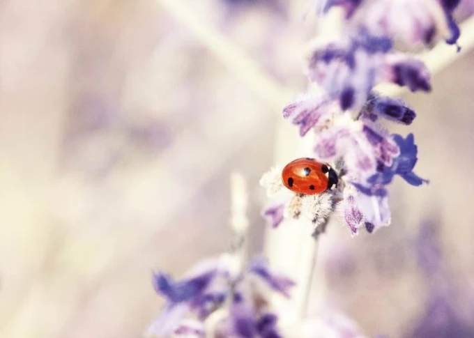 Dry-erase ladybug board 250 - Features a ladybug with red wings against a background of light flowers.