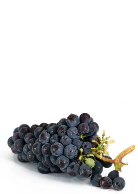 Dry-erase kitchen board with grape design. Purple grapes on a white background.