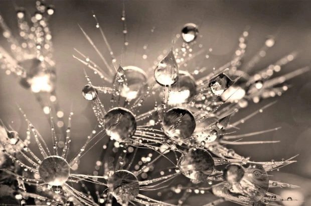 Wall mural with colorful water droplets FP 23 - Graphic design. Water droplets on thin threads, creating a delicate look.