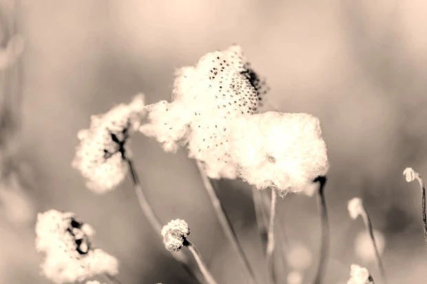 Wall mural grass seeds FP 274 - Graphic design featuring flowers with delicate buds and thin stems.