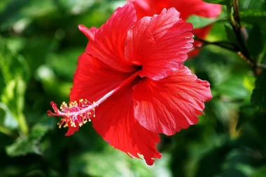 Red flower wall mural FP 285 - Graphic design. Flower with large, wavy petals and long stamen.