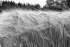 Wall mural of waving grain ears FP 323 - Graphic design. Grain ears sway in the wind, creating dynamic lines.