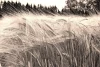 Wall mural of waving grain ears FP 323 - Graphic design in beige and brown tones, swaying in the wind.