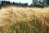 Wall mural of undulating golden wheat ears FP 323 - Graphic design with wheat swaying up and down.