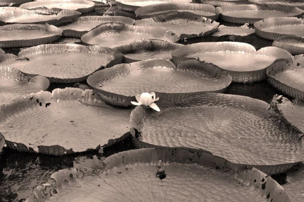 Wall mural of a leaf-covered lake FP 294 - Graphic design. Large plate-shaped leaves with a white flower.
