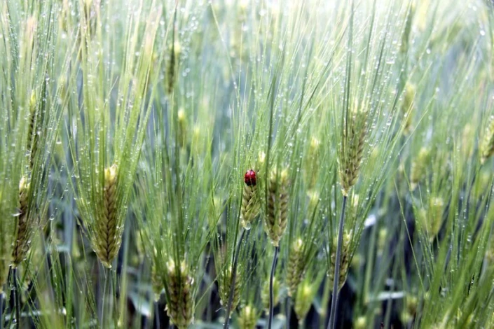 Wall mural of wet grain ears with a ladybug FP 319 - Graphic design featuring green grain ears with water droplets.