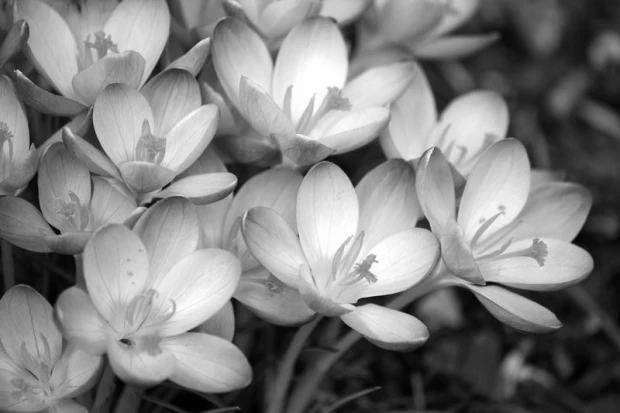 Wall mural of beautiful spring flowers FP 302 - Graphic design. Flowers in various shades of white and gray.