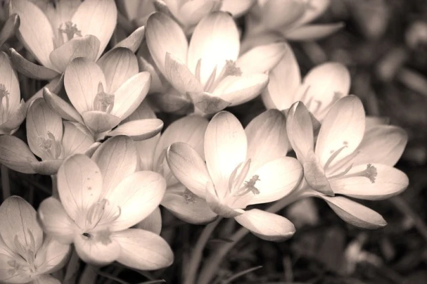 Wall mural with beautiful spring flowers FP 302 - Graphic design. Flowers with delicate petals in light shades.