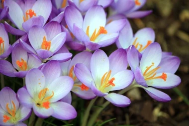 Wall mural of beautiful spring flowers FP 302 - Graphic design. Flowers in shades of purple and white with orange accents.