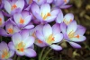 Wall mural of beautiful spring flowers FP 302 - Graphic design. Flowers in shades of purple and white with orange accents.