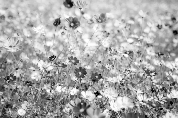 Cosmos wallpaper FP 307 - Graphic design featuring flowers in various shapes and sizes.