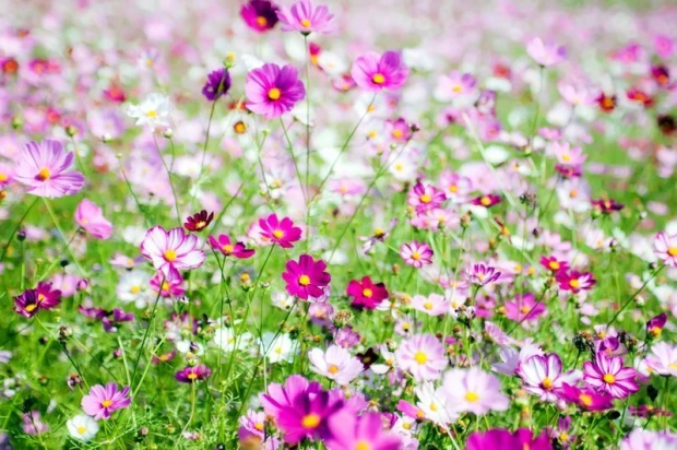 Cosmos double-feathered wall mural FP 307 - Graphic design. Pink and white flowers on a green background.
