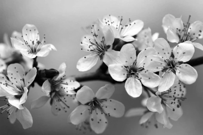 Wall mural with white flowers in shades of blue FP 366 - Graphic pattern. Flowers in white tones with delicate details.