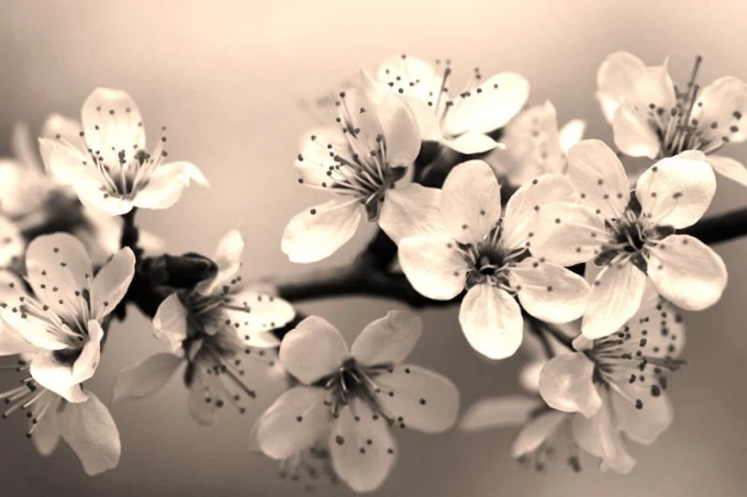 Wall mural with white flowers in shades of blue, FP 366 - Graphic pattern. Delicate white flowers design.