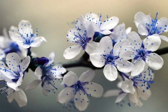 Wall mural with white flowers and blue accents, FP 366 - Graphic pattern. White flowers with blue stamens.