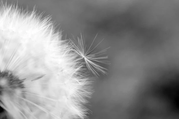 Wall mural of a dandelion on a purple background FP 339 - Graphic design with white hairs on a purple backdrop.