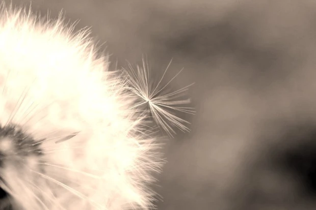 Wall mural featuring a dandelion on a purple background FP 339 - Graphic design with delicate hairs.